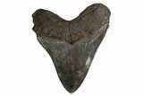 Serrated, Fossil Megalodon Tooth - South Carolina #160411-2